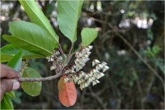 Elaeocarpus variabilis